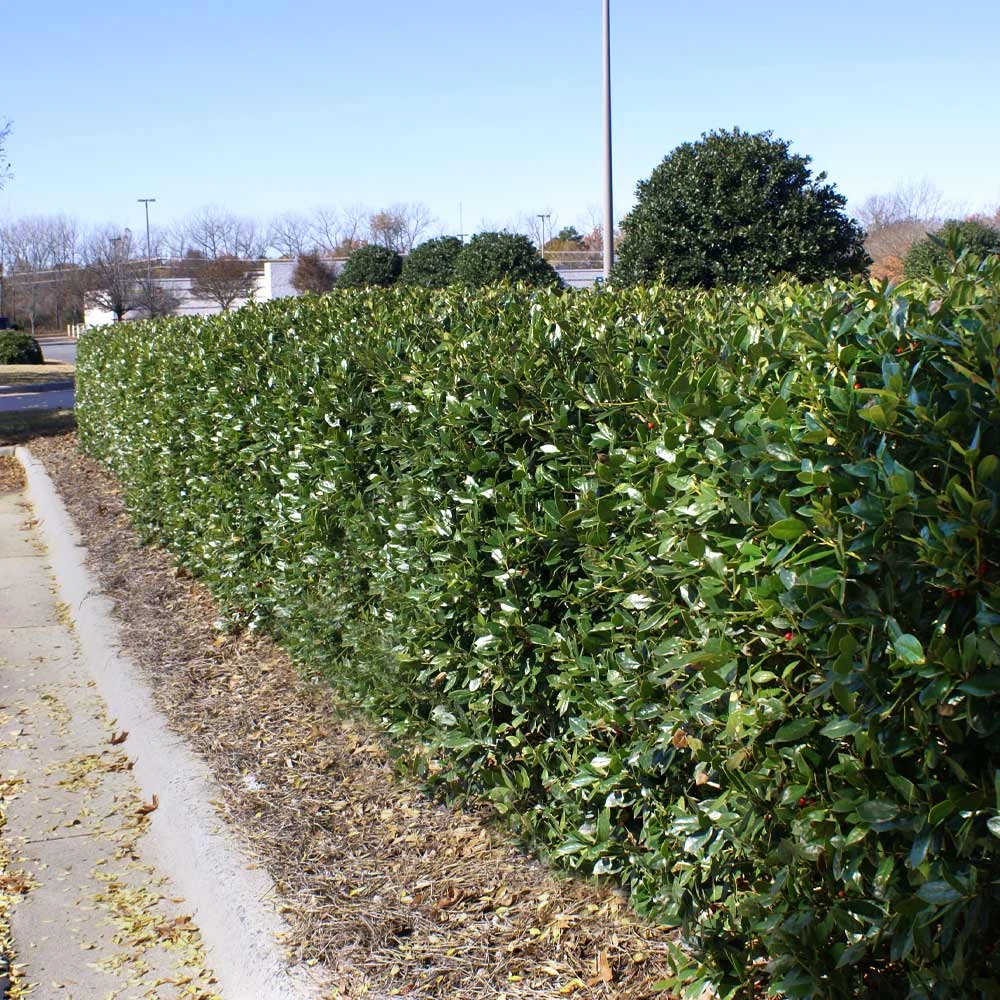 Brighter Blooms Dwarf Burford Holly Shrub Shrubs & Hedges 3 Brighter Blooms Dwarf Burford Holly Shrub Shrubs & Hedges
