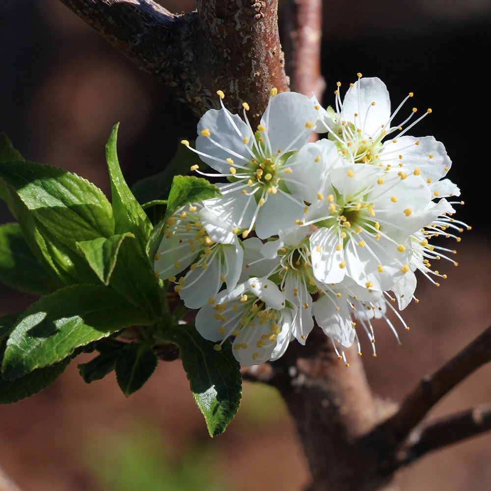 Brighter Blooms Bubblegum 'Toka' Plum Tree 4 Brighter Blooms Bubblegum 'Toka' Plum Tree