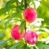 Brighter Blooms Bubblegum 'Toka' Plum Tree