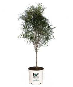 Brighter Blooms Fine Line® Buckthorn Standard Tree 7 Brighter Blooms Fine Line® Buckthorn Standard Tree