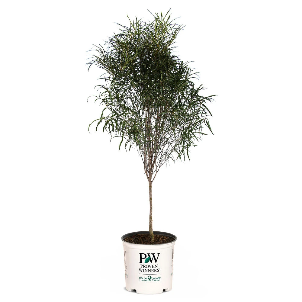 Brighter Blooms Fine Line® Buckthorn Standard Tree 4 Brighter Blooms Fine Line® Buckthorn Standard Tree