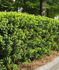 Brighter Blooms Dwarf Burford Holly Shrub Shrubs & Hedges