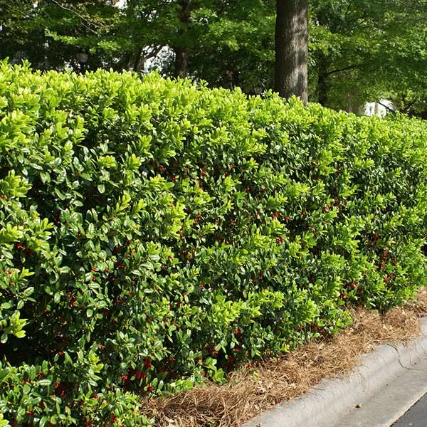 Brighter Blooms Dwarf Burford Holly Shrub Shrubs & Hedges 1 Brighter Blooms Dwarf Burford Holly Shrub Shrubs & Hedges