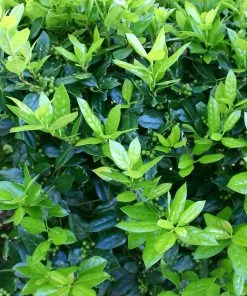 Brighter Blooms Dwarf Burford Holly Shrub Shrubs & Hedges 7 Brighter Blooms Dwarf Burford Holly Shrub Shrubs & Hedges