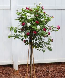 Brighter Blooms Burgundy Iceberg And Iceberg Two-fer® Rose Tree Roses 6 Brighter Blooms Burgundy Iceberg And Iceberg Two-fer® Rose Tree Roses