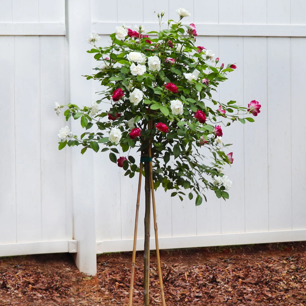 Brighter Blooms Burgundy Iceberg And Iceberg Two-fer® Rose Tree Roses 3 Brighter Blooms Burgundy Iceberg And Iceberg Two-fer® Rose Tree Roses