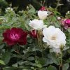 Brighter Blooms Burgundy Iceberg And Iceberg Two-fer® Rose Tree Roses