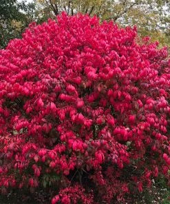 Brighter Blooms Shrubs & Hedges Burning Bush 6 Brighter Blooms Shrubs & Hedges Burning Bush