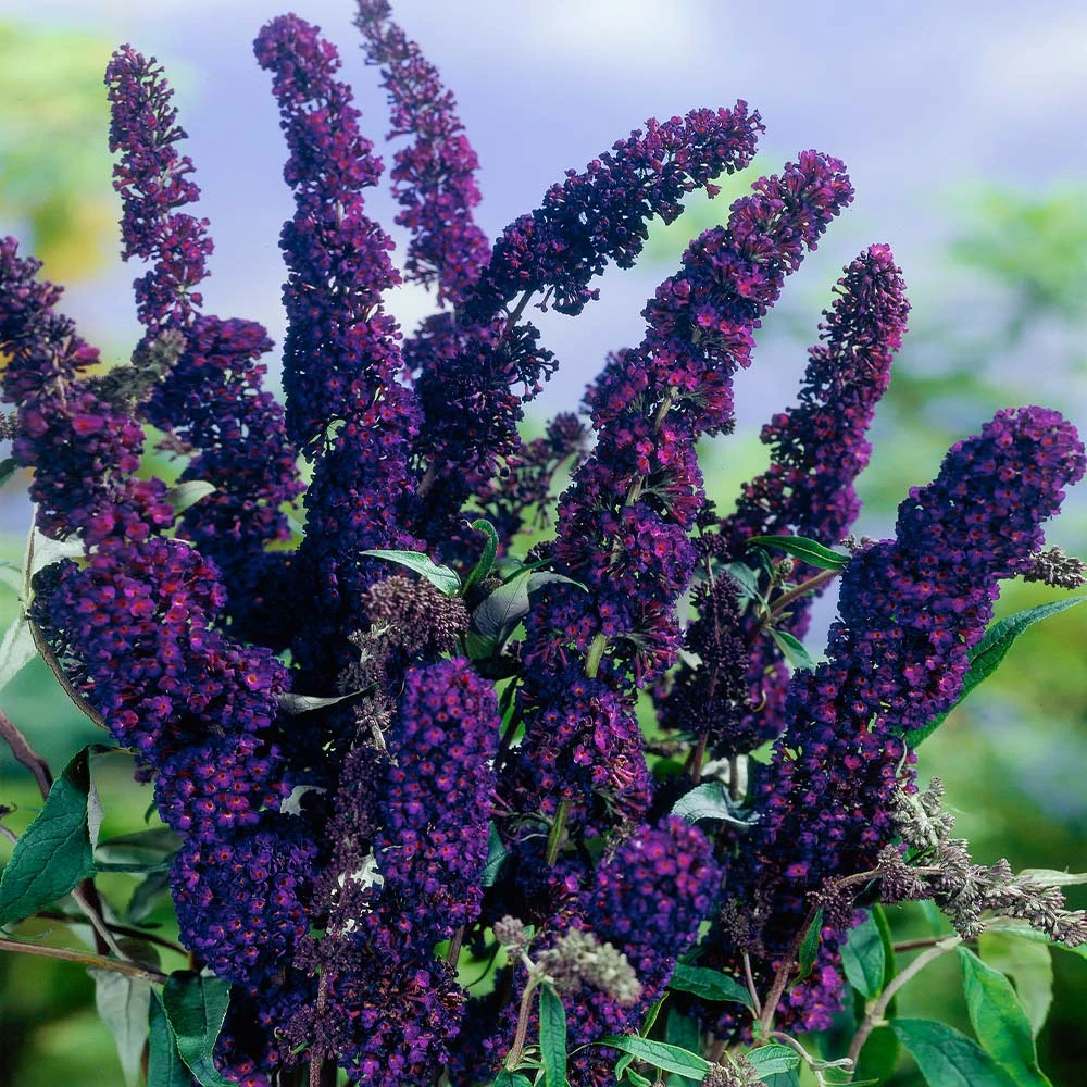 Brighter Blooms Shrubs & Hedges Black Knight Butterfly Bush 2 Brighter Blooms Shrubs & Hedges Black Knight Butterfly Bush