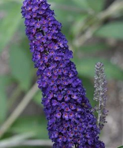 Brighter Blooms Shrubs & Hedges Black Knight Butterfly Bush 6 Brighter Blooms Shrubs & Hedges Black Knight Butterfly Bush