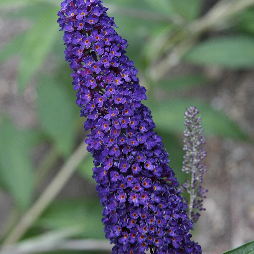 Brighter Blooms Shrubs & Hedges Black Knight Butterfly Bush 3 Brighter Blooms Shrubs & Hedges Black Knight Butterfly Bush