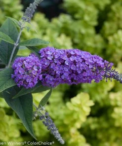 Brighter Blooms Lo And Behold Purple Haze Butterfly Bush SHOP ALL 7 Brighter Blooms Lo And Behold Purple Haze Butterfly Bush SHOP ALL
