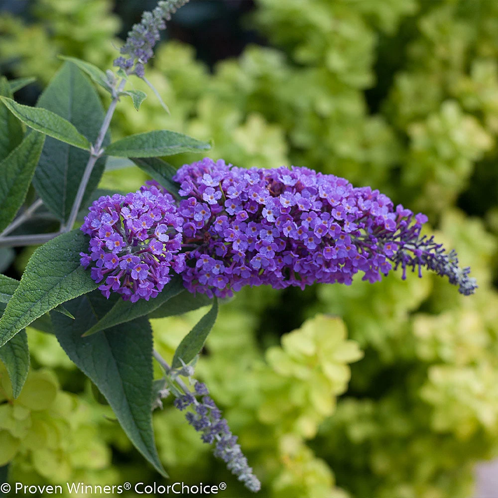 Brighter Blooms Lo And Behold Purple Haze Butterfly Bush SHOP ALL 3 Brighter Blooms Lo And Behold Purple Haze Butterfly Bush SHOP ALL