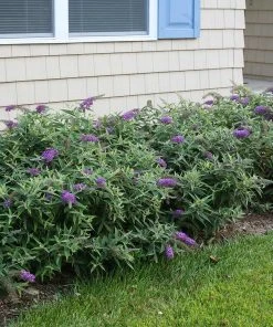 Brighter Blooms Lo And Behold Purple Haze Butterfly Bush SHOP ALL 8 Brighter Blooms Lo And Behold Purple Haze Butterfly Bush SHOP ALL