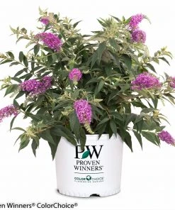 Brighter Blooms Lo And Behold Purple Haze Butterfly Bush SHOP ALL 9 Brighter Blooms Lo And Behold Purple Haze Butterfly Bush SHOP ALL