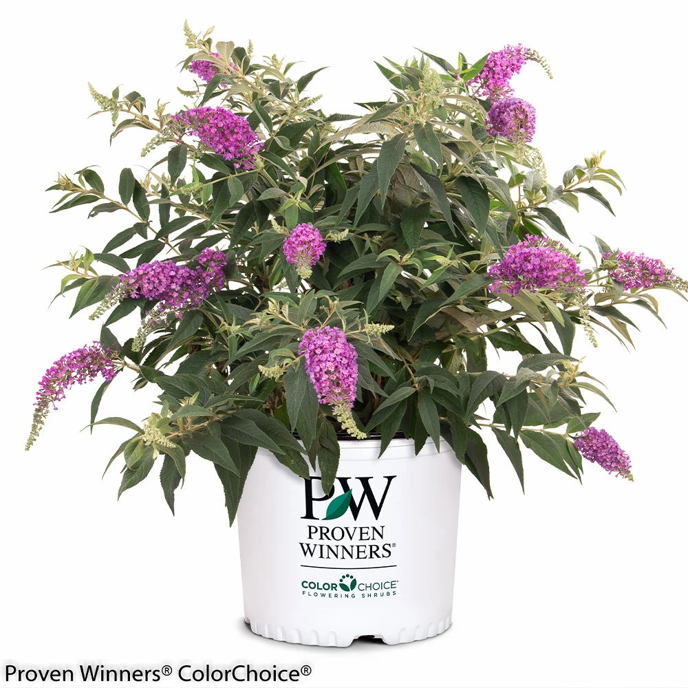 Brighter Blooms Lo And Behold Purple Haze Butterfly Bush SHOP ALL 5 Brighter Blooms Lo And Behold Purple Haze Butterfly Bush SHOP ALL