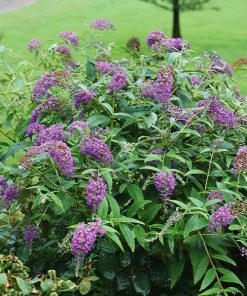 Brighter Blooms Lo And Behold Purple Haze Butterfly Bush SHOP ALL