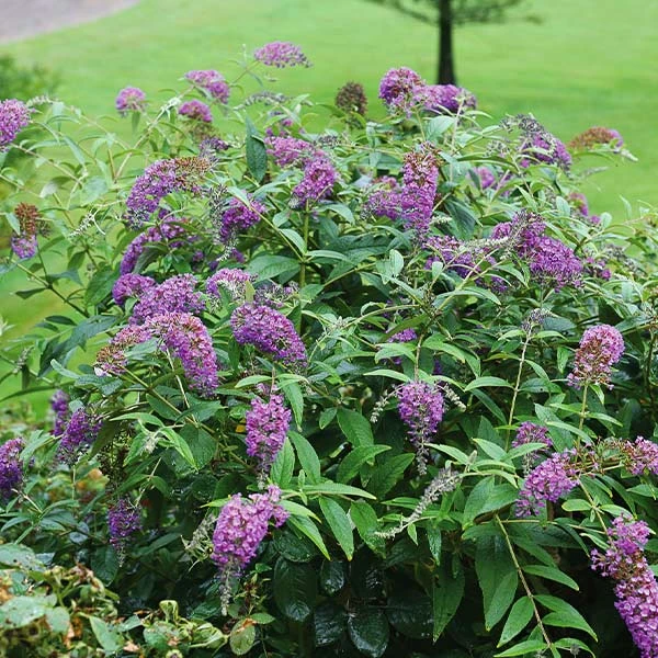 Brighter Blooms Lo And Behold Purple Haze Butterfly Bush SHOP ALL 1 Brighter Blooms Lo And Behold Purple Haze Butterfly Bush SHOP ALL