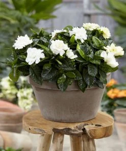 Brighter Blooms Buttons Gardenia Shrub 5 Brighter Blooms Buttons Gardenia Shrub