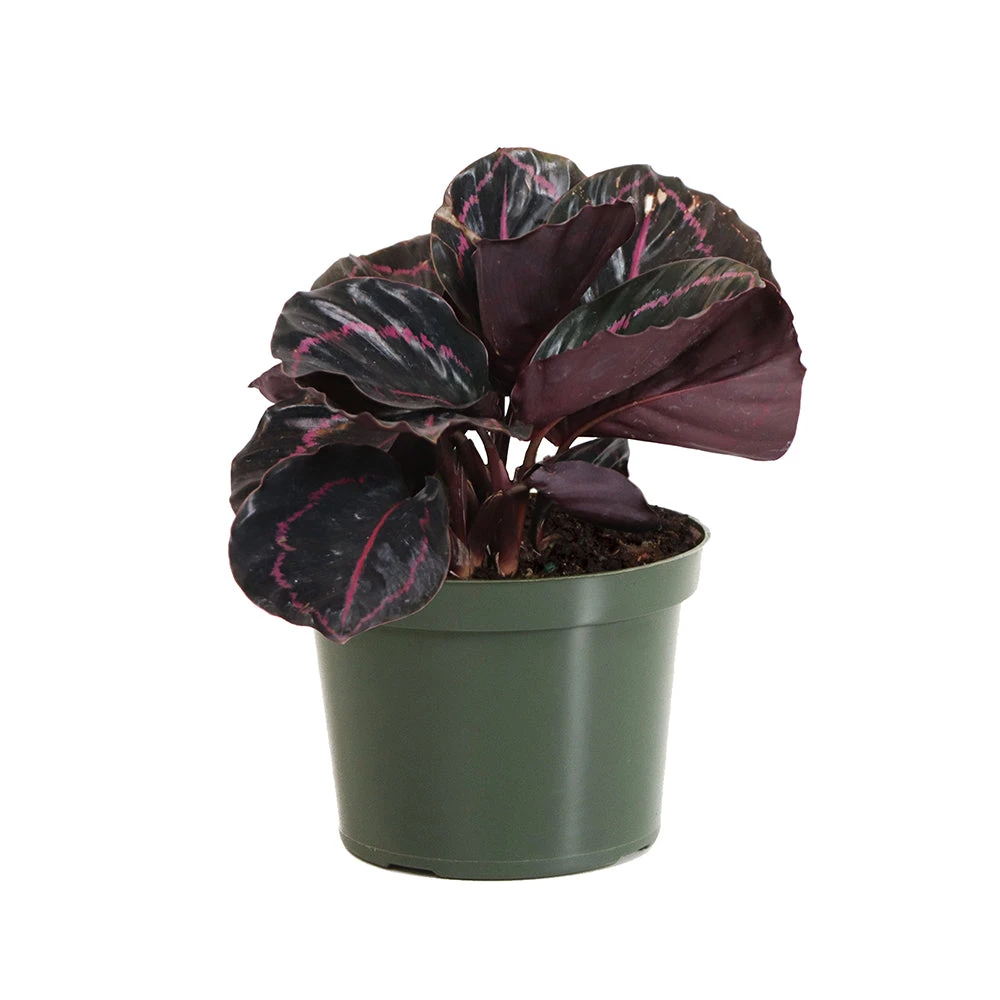 Brighter Blooms Calathea Dottie 4 Brighter Blooms Calathea Dottie