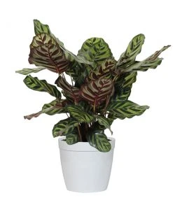 Brighter Blooms House & Patio Calathea Medallion 8 Brighter Blooms House & Patio Calathea Medallion