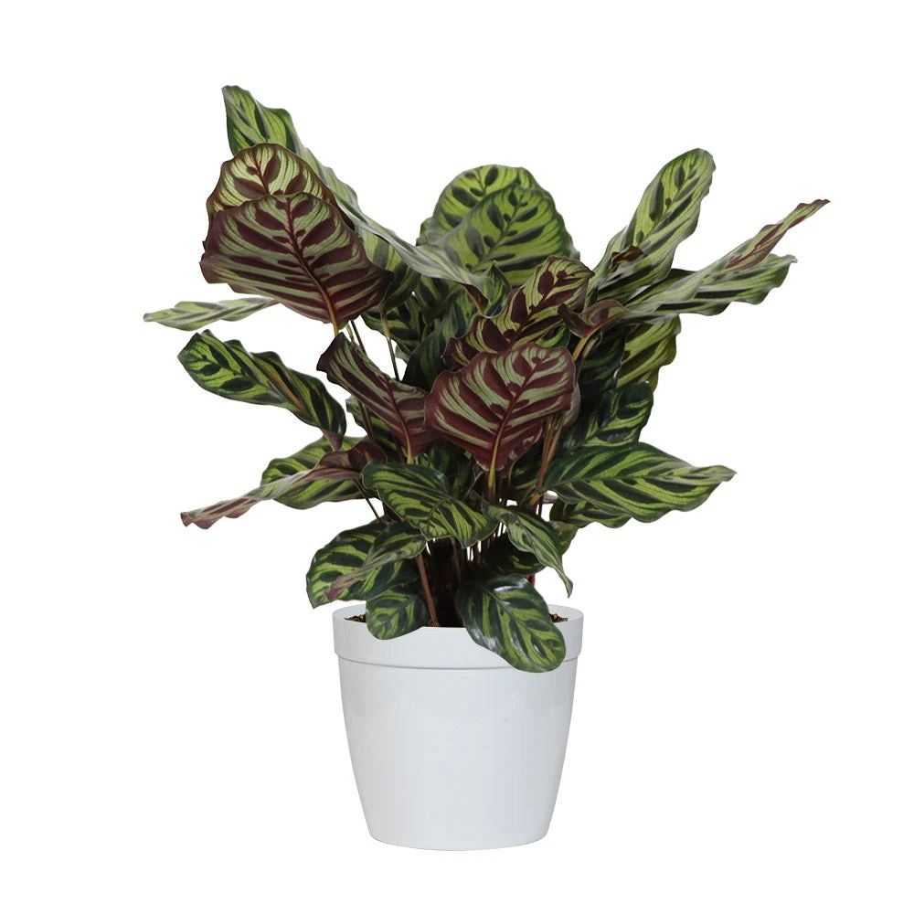 Brighter Blooms House & Patio Calathea Medallion 4 Brighter Blooms House & Patio Calathea Medallion