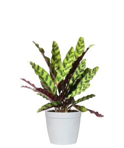 Brighter Blooms SHOP ALL Rattlesnake Plant 7 Brighter Blooms SHOP ALL Rattlesnake Plant