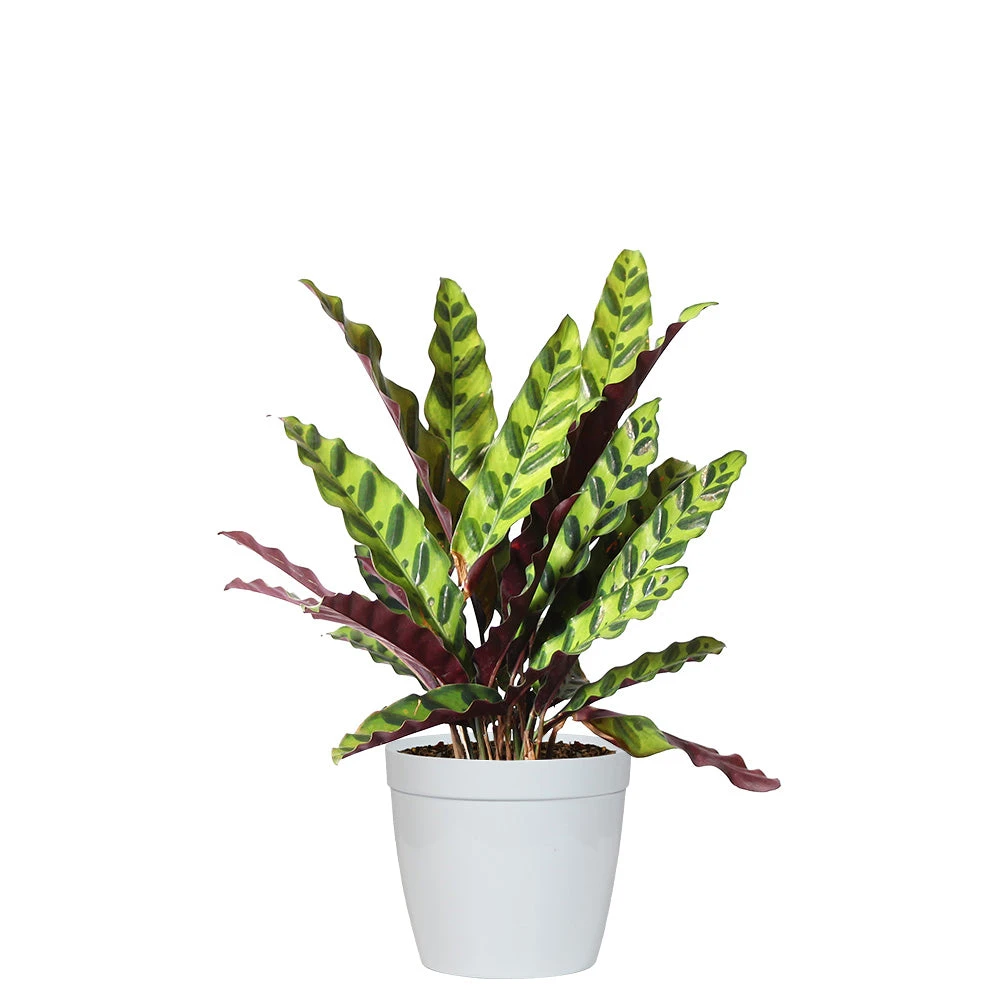 Brighter Blooms SHOP ALL Rattlesnake Plant 4 Brighter Blooms SHOP ALL Rattlesnake Plant