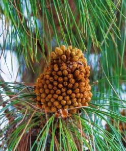 Brighter Blooms Canary Island Pine Tree 5 Brighter Blooms Canary Island Pine Tree