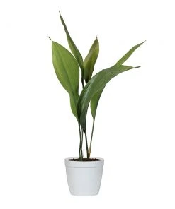 Brighter Blooms Cast Iron Plant 18 Brighter Blooms Cast Iron Plant