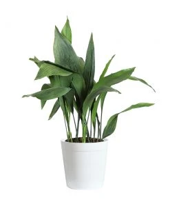 Brighter Blooms Cast Iron Plant 20 Brighter Blooms Cast Iron Plant