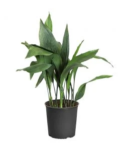 Brighter Blooms Cast Iron Plant 19 Brighter Blooms Cast Iron Plant