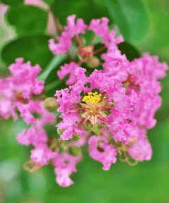 Brighter Blooms Cherokee Crape Myrtle Tree Flowering Trees 5 Brighter Blooms Cherokee Crape Myrtle Tree Flowering Trees