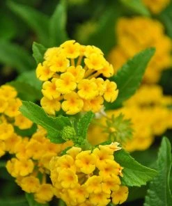 Brighter Blooms Chapel Hill Yellow Lantana Perennials 5 Brighter Blooms Chapel Hill Yellow Lantana Perennials