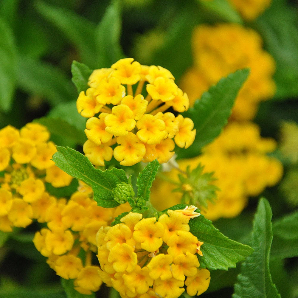 Brighter Blooms Chapel Hill Yellow Lantana Perennials 3 Brighter Blooms Chapel Hill Yellow Lantana Perennials