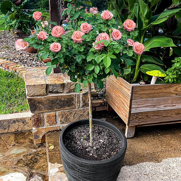Brighter Blooms Cherish Rose Tree Roses 1 Brighter Blooms Cherish Rose Tree Roses