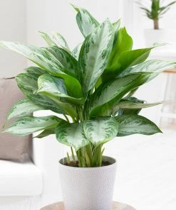 Brighter Blooms Green Chinese Evergreen Plant Shrubs & Hedges