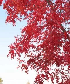 Brighter Blooms Shade Trees Chinese Pistache Tree 8 Brighter Blooms Shade Trees Chinese Pistache Tree
