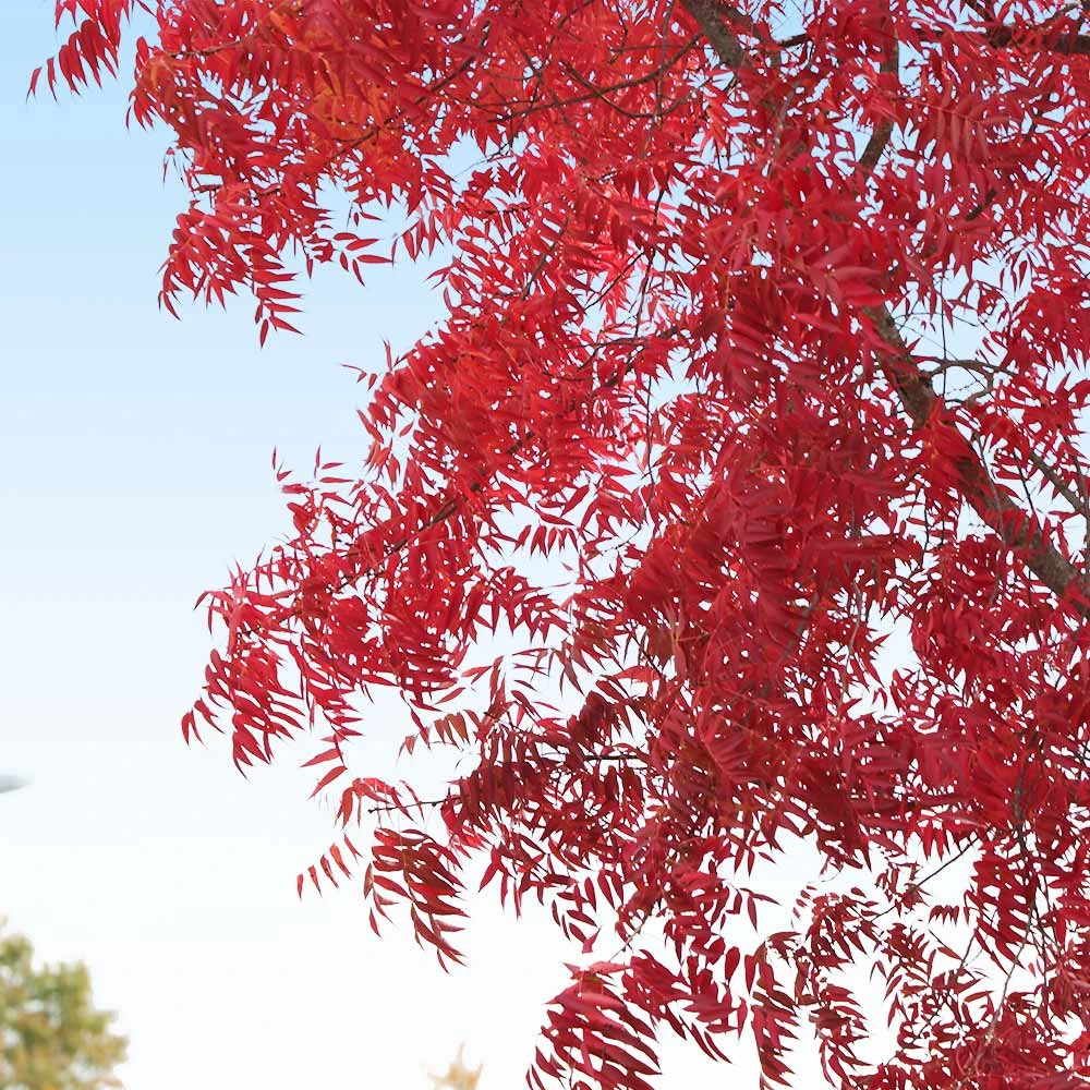 Brighter Blooms Shade Trees Chinese Pistache Tree 4 Brighter Blooms Shade Trees Chinese Pistache Tree