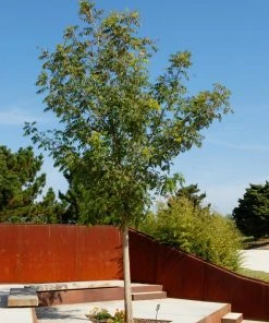 Brighter Blooms Shade Trees Chinese Pistache Tree 9 Brighter Blooms Shade Trees Chinese Pistache Tree