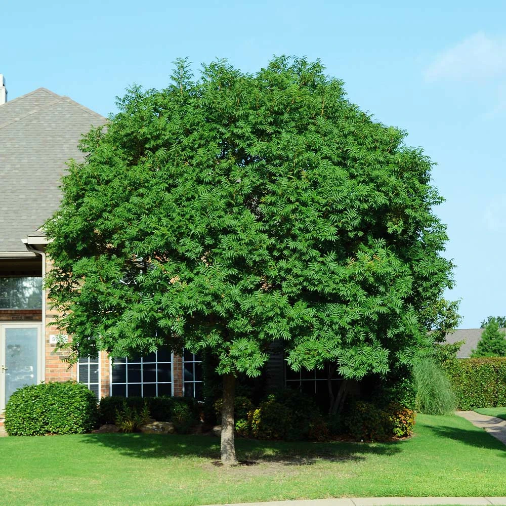 Brighter Blooms Shade Trees Chinese Pistache Tree 2 Brighter Blooms Shade Trees Chinese Pistache Tree