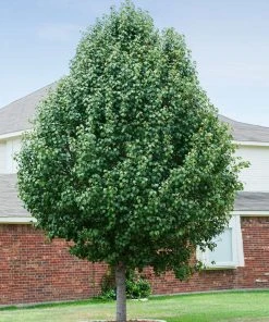 Brighter Blooms Cleveland Pear Tree 9 Brighter Blooms Cleveland Pear Tree