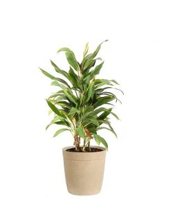 Brighter Blooms Hawaiian Ti Plant 'Rising Sun' 14 Brighter Blooms Hawaiian Ti Plant 'Rising Sun'