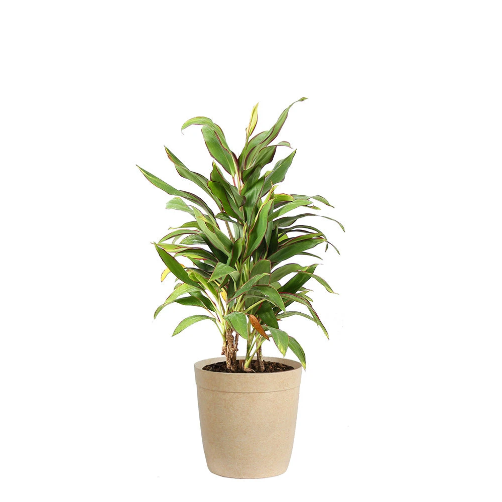 Brighter Blooms Hawaiian Ti Plant 'Rising Sun' 7 Brighter Blooms Hawaiian Ti Plant 'Rising Sun'