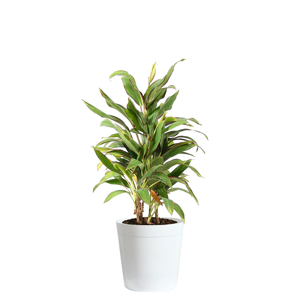 Brighter Blooms Hawaiian Ti Plant 'Rising Sun' 6 Brighter Blooms Hawaiian Ti Plant 'Rising Sun'