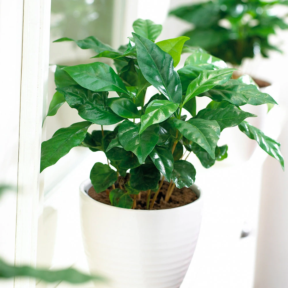 Brighter Blooms Arabica Coffee Plant Fruit Trees 3 Brighter Blooms Arabica Coffee Plant Fruit Trees