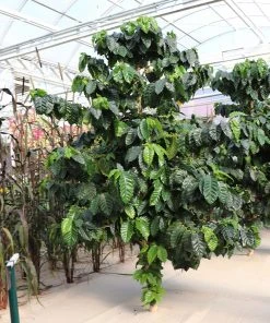 Brighter Blooms Arabica Coffee Plant Fruit Trees 11 Brighter Blooms Arabica Coffee Plant Fruit Trees