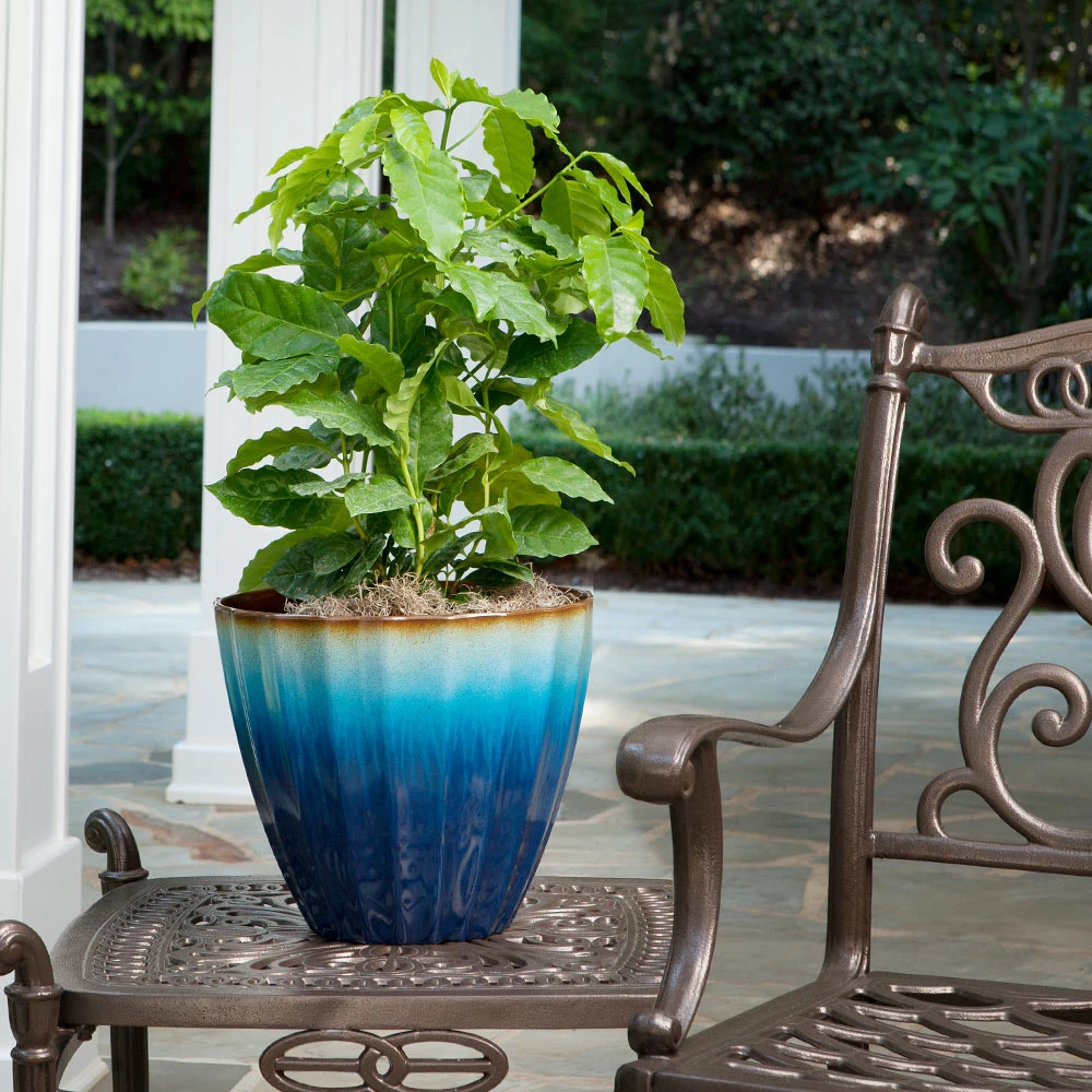 Brighter Blooms Arabica Coffee Plant Fruit Trees 2 Brighter Blooms Arabica Coffee Plant Fruit Trees