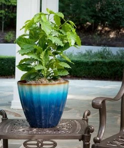 Brighter Blooms Arabica Coffee Plant Fruit Trees