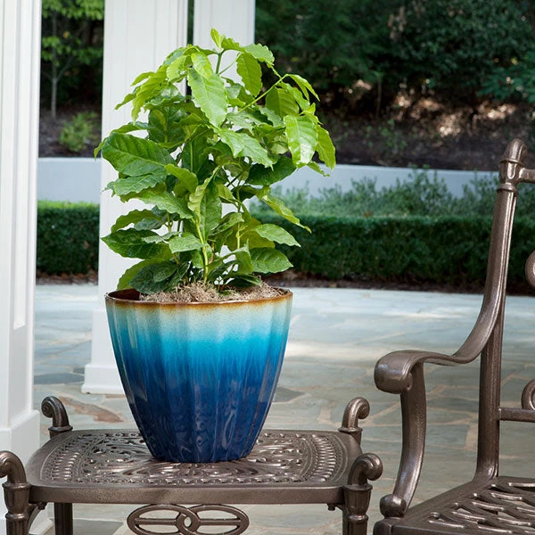 Brighter Blooms Arabica Coffee Plant Fruit Trees 1 Brighter Blooms Arabica Coffee Plant Fruit Trees